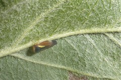 Balcanocerus provancheri