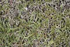 Selaginella dregei