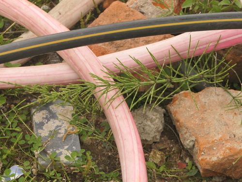 Image of Equisetum diffusum by (c) Sagnik Dutta Roy, some rights reserved (CC BY)