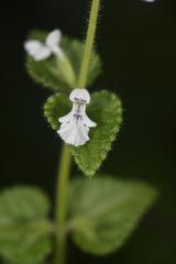 Stachys natalensis