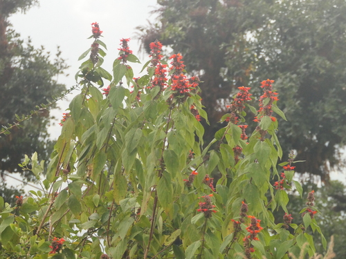 Image of Colquhounia coccinea by (c) Sagnik Dutta Roy, some rights reserved (CC BY)