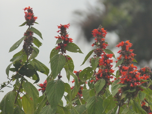 Image of Colquhounia coccinea by (c) Sagnik Dutta Roy, some rights reserved (CC BY)