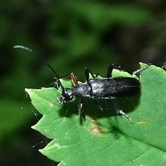 Grammoptera