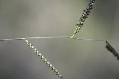Urochloa mosambicensis