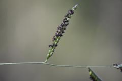 Urochloa mosambicensis