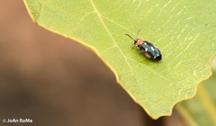 Omophoita simulans