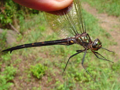 Somatochlora linearis