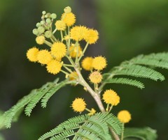 Vachellia davyi