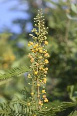 Vachellia davyi