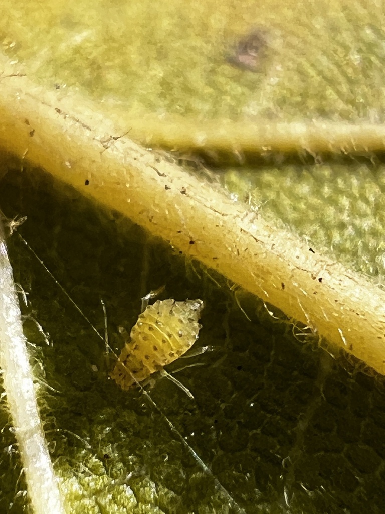 elm leaf aphid