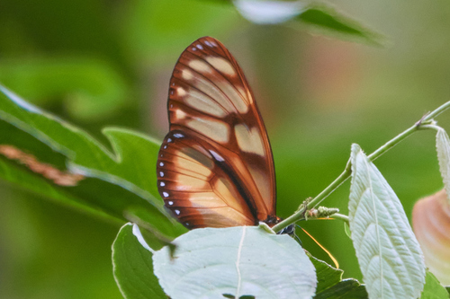 Eutresis hypereia