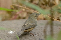 Diglossa baritula