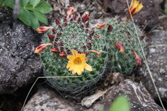Mammillaria beneckei