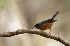 Diglossa baritula