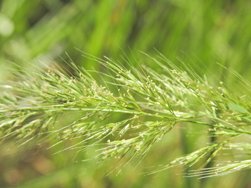 Image of Purple Plume Grass (Dichelachne micrantha) by (c) Scott W. Gavins, some rights reserved (CC BY)