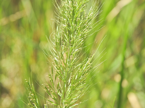 Image of Dichelachne micrantha by (c) Scott W. Gavins, some rights reserved (CC BY)