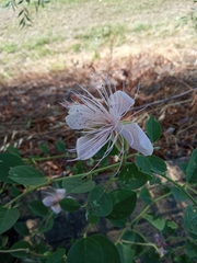 Capparis