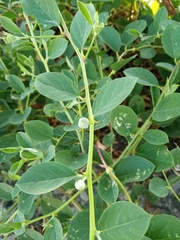 Capparis