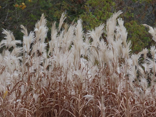 Image of Miscanthus sacchariflorus by no rights reserved