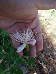 Capparis