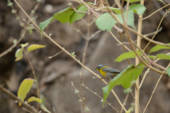 Oreothlypis superciliosa