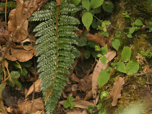 Polystichum squarrosum, photograph 6