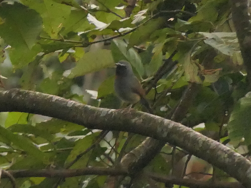 Rufous-gorgeted Flycatcher (Ficedula strophiata), photo 9