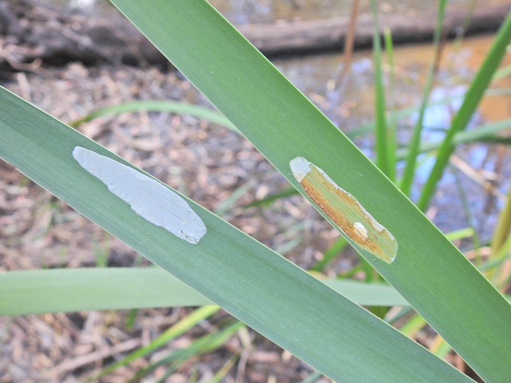 Gibbovalva tricuneatella