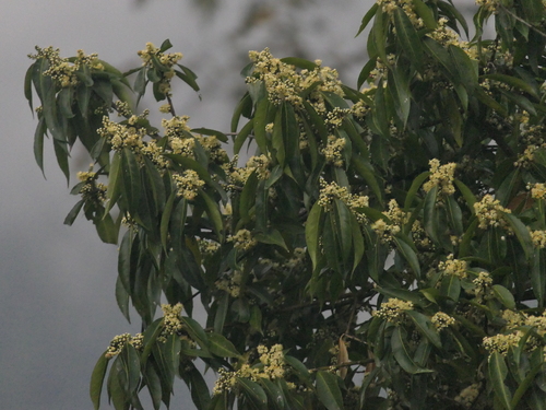 Image of Symplocos paniculata by (c) Sagnik Dutta Roy, some rights reserved (CC BY)