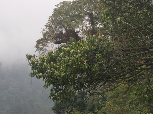 Image of Symplocos paniculata by (c) Sagnik Dutta Roy, some rights reserved (CC BY)