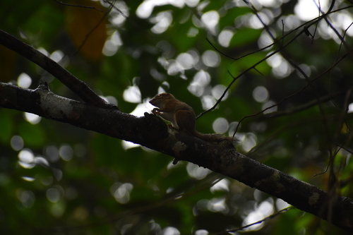 Robinson's Squirrel (Sundasciurus robinsoni)