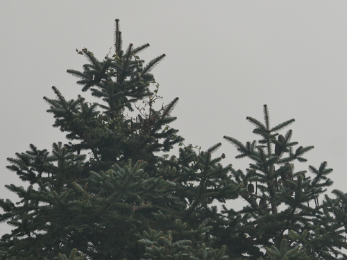 Image of Abies spectabilis by (c) Sagnik Dutta Roy, some rights reserved (CC BY)