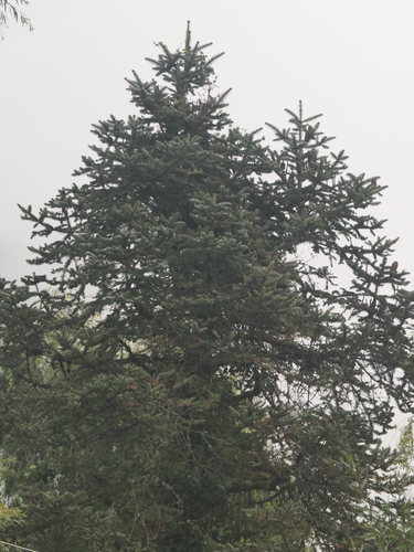 Image of Abies spectabilis by (c) Sagnik Dutta Roy, some rights reserved (CC BY)
