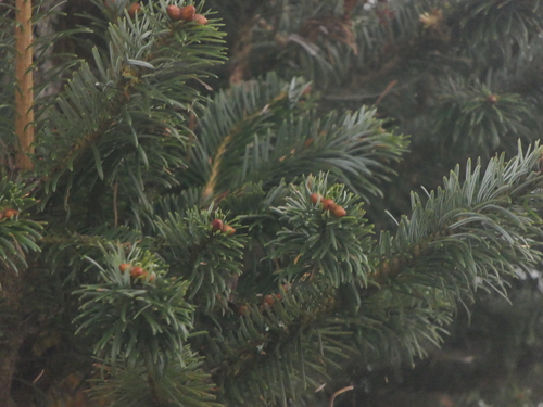 Image of Abies spectabilis by (c) Sagnik Dutta Roy, some rights reserved (CC BY)