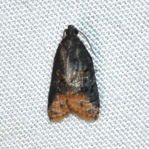 Singed Platynota photo 3