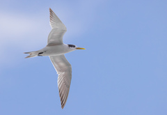 Greater Crested Tern photo 4
