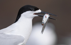 White-Fronted Tern photo 2
