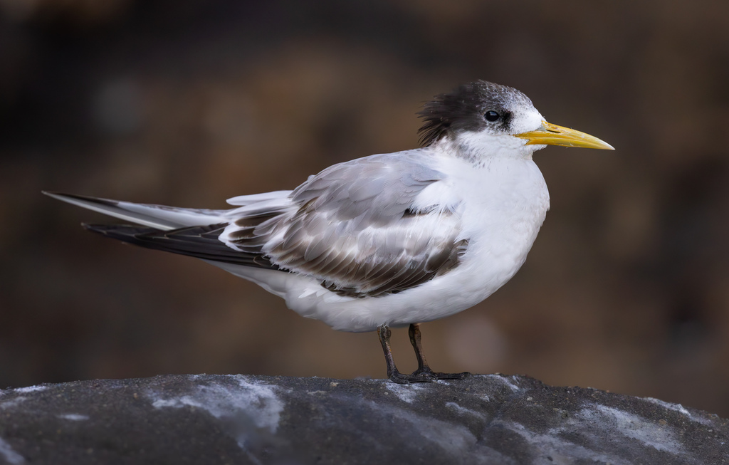 Greater Crested Tern