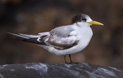 Greater Crested Tern photo 1