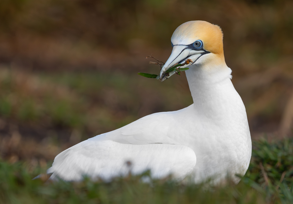 Australasian Gannet photo