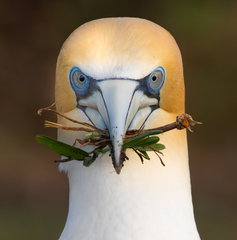 Australasian Gannet photo 5