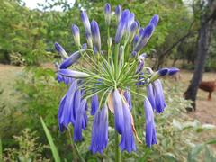 Agapanthus inapertus