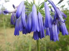 Agapanthus inapertus