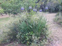 Agapanthus inapertus