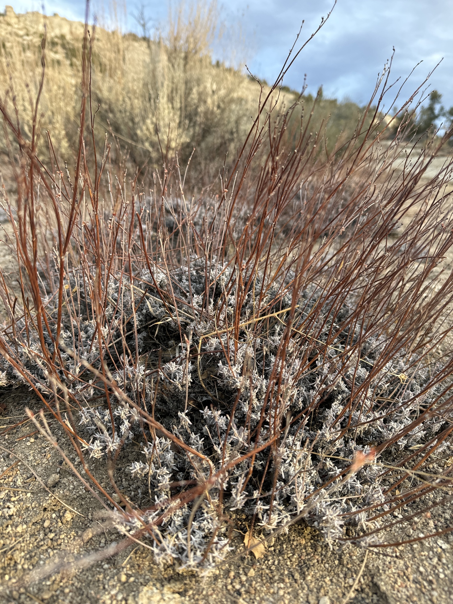 Eriogonum wrightii
