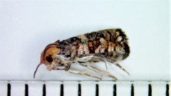 Olethreutes auricapitana
