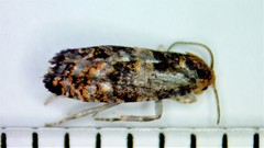 Olethreutes auricapitana