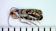 Olethreutes auricapitana