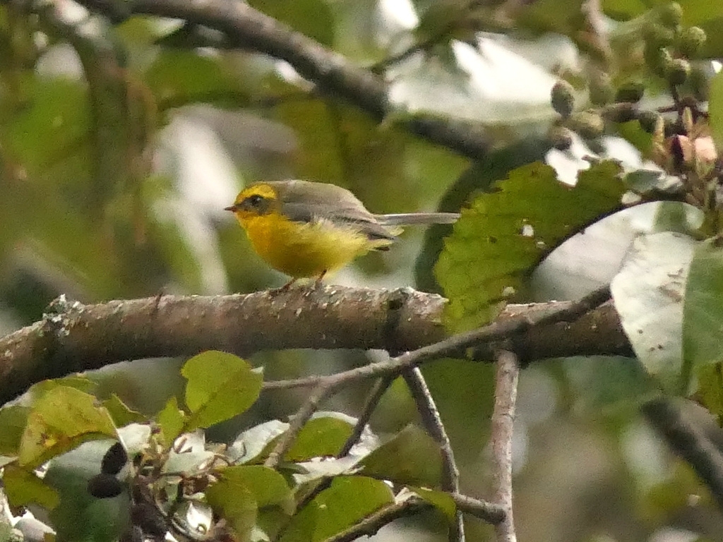 Yellow-bellied Fantail