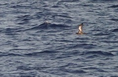 Heinroth's Shearwater photo 2
